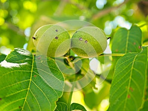 Two green walnuts, close-up, growing on a tree