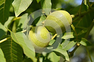 Two green walnuts (Juglans regia)
