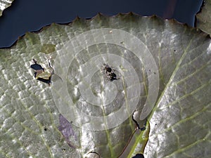 Two green weevils walk on lotus leaf pool