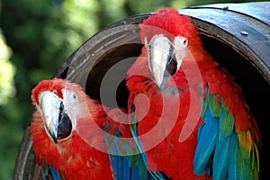 Two Green Winged Macaws