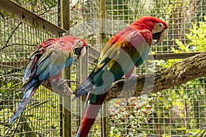two green-winged macaws playing