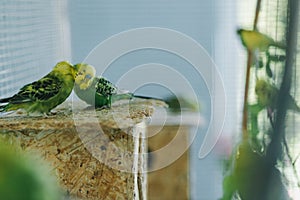 Two green and yellow budgies in a cage at the zoo