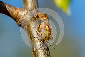 Shield bugs mating in spring sunlight