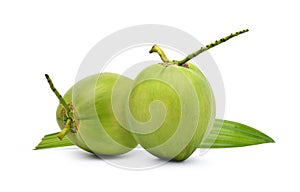 Two green young coconut fruits