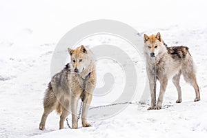 Two greenlandic arctic sledding dogs standing on alert in the sn photo