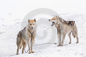 Two greenlandic Inuit sledding dogs standing on alert in the snow, Sisimiut, Greenland