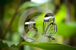 Two greta oto butterflies on green tree leaf photo