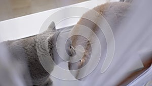 Two Grey Cats in Love Kiss behind a Curtain on the Windowsill near the Window