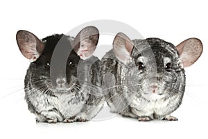 Two grey chinchillas on a white