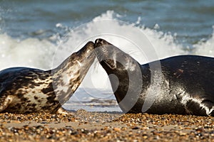 Two Grey common seal on beach playing