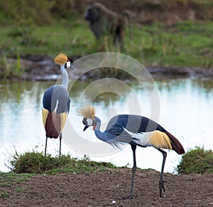 Two grey crowned crane at lake