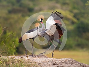 The two Grey Crownned Cranes, balearica regulorum are dancing in soft light during sunset, green bokeh backround, opened wings,