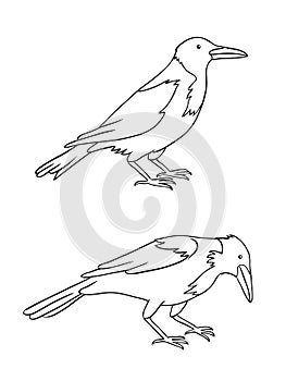 Two grey crows in contours - vector illustration