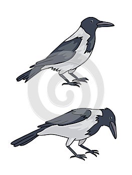 Two grey crows - vector illustration