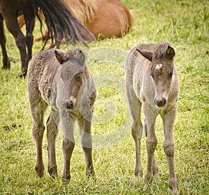 Two grey, dun colored sweet foals playing and staying together in the meadow