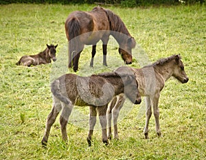 Two grey, dun colored sweet foals playing and staying together in the meadow