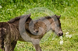 Two grey, dun colored sweet foals playing and staying together in the meadow