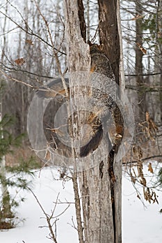 Two Grey Foxes Urocyon cinereoargenteus Compete for Space Inside Split Tree Winter