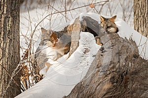 Two Grey Foxes Urocyon cinereoargenteus in Log Winter