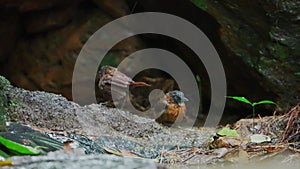 Two Grey-headed Babblers are playing in a small pool under a cliff