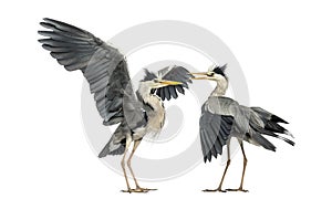 Two Grey Herons