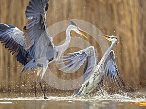 Two Grey herons fighting