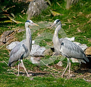 Two Grey Herons in the park