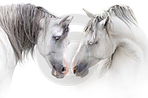 Two grey horse couple