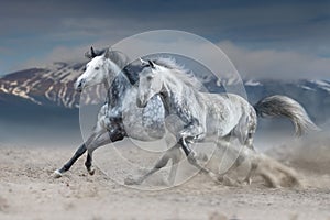 Two grey horse