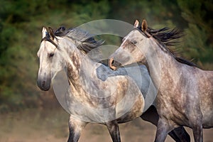 Two grey horse run gallop