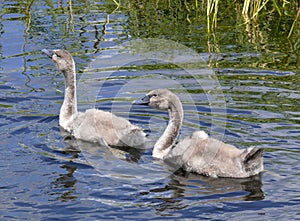 Two grey juvenile swans swimming one after another in a green pond with ripple