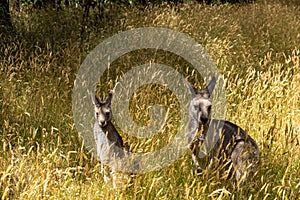 Two grey kangaroos in tall grass.