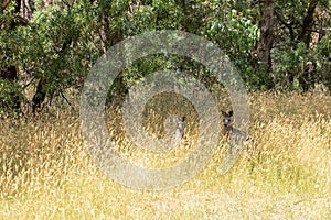 Two grey kangaroos in tall yellow grass.