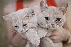 Two grey kittens of the British breed in the hands