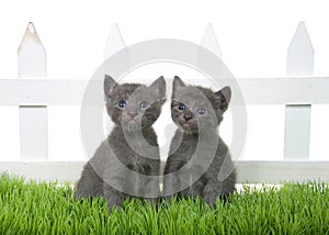 Two grey kittens sitting in green grass in front of white picket fence isolated