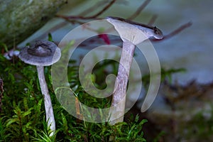 two grey non-edible mushroom