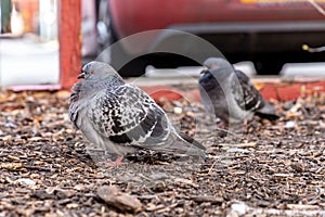 Two grey pigeons on a dirt ground near a parked car