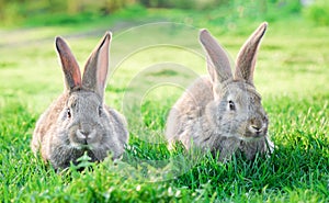 Two grey rabbits in green grass outdoor