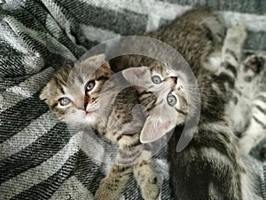 Two grey Scottish fold and Scottish kittens