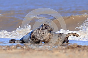 Two Grey seals playfighting on the beach