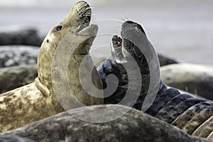 Two Grey Seals photo