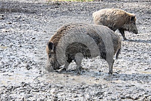Two grey wild boars in a grey mud