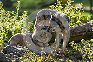 Two Grey wolf in the forest