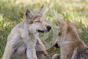 Grey Wolf Puppy Littermates photo