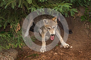 Two Grey Wolf Pups Canis lupus Cavort Under Tree