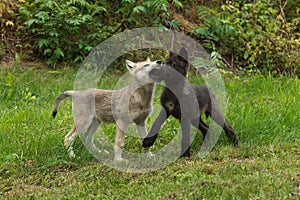 Two Grey Wolf Pups (Canis lupus) Muzzle Grasp