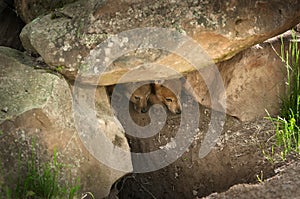 Two Grey Wolf Pups (Canis lupus) Peek Out from Den