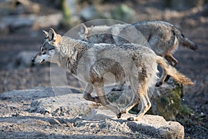 Two Grey wolf running in the forest