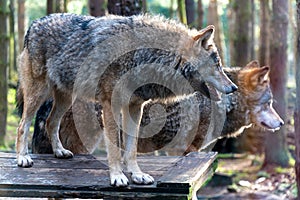 two grey wolfs standing on top of a wooden platform