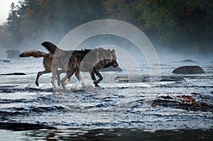 Two Grey Wolves Canis lupus Run Into Foggy River Autumn